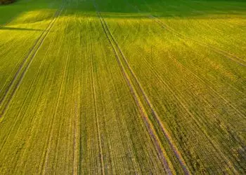 Área reservada à agropecuária no país tem crescimento de 50% em 37 anos