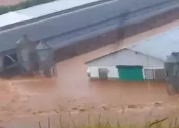 Aviários ficam inundados e milhares de animais morrem após chuva no Paraná