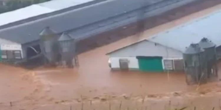 Aviários ficam inundados e milhares de animais morrem após chuva no Paraná