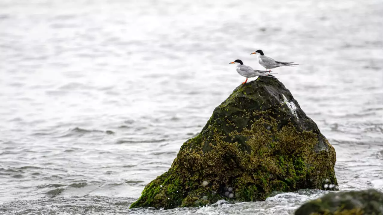 Brasil já registra 115 casos de gripe aviária em aves silvestres e domésticas. 