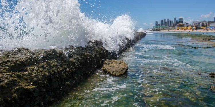 Corais podem evitar danos de R$ 160 bilhões em danos ao litoral Nordeste; diz pesquisa