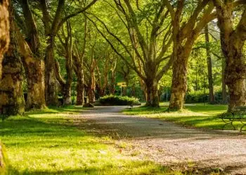 Dia da Natureza: como contribuir para a preservação do meio ambiente