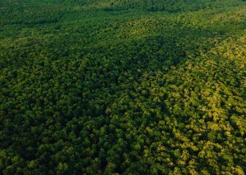 Drones serão utilizados para monitorar e fiscalizar florestas na Amazônia