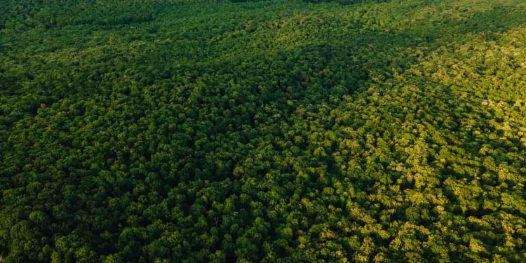 Drones serão utilizados para monitorar e fiscalizar florestas na Amazônia