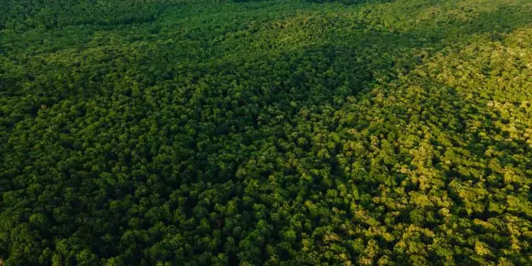 Drones serão utilizados para monitorar e fiscalizar florestas na Amazônia