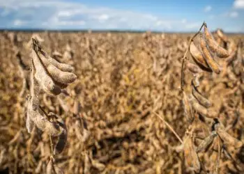 Embrapa desenvolve programa para reduzir os danos da seca na soja.