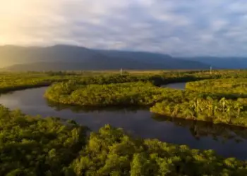 Florestas naturais têm redução de 15% em quase 40 anos no Brasil