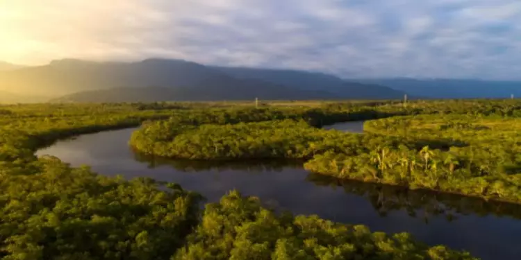 Florestas naturais têm redução de 15% em quase 40 anos no Brasil 1 Florestas naturais têm redução de 15% em quase 40 anos no Brasil