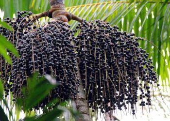 Governo Federal destina R$ 5 milhões para estruturação da Rota do Açaí no Amapá