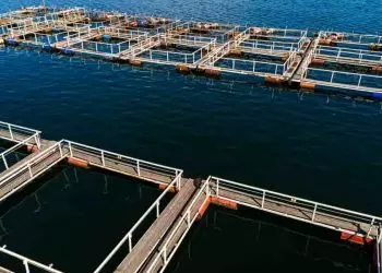 Inscrições abertas para seleção de projetos de aquicultura; recursos somam R$ 10 mi