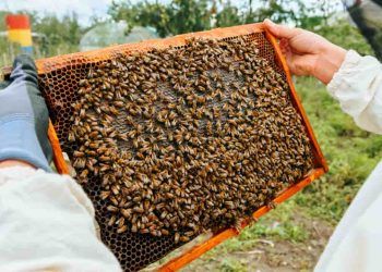 Instituto Mineiro de Agropecuária simplifica cadastro de criadores de abelhas