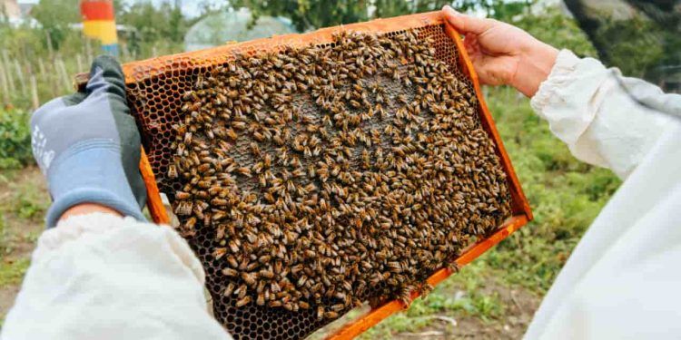 Instituto Mineiro de Agropecuária simplifica cadastro de criadores de abelhas