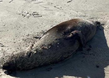 Leão-marinho encontrado morto em praia de Torres é diagnosticado com gripe aviária