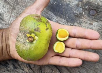 Mini pequi: fruto encontrado no Tocantins é um dos menores do mundo