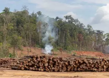 Desmatamento na Amazônia tem redução de 50% em setembro, diz MMA
