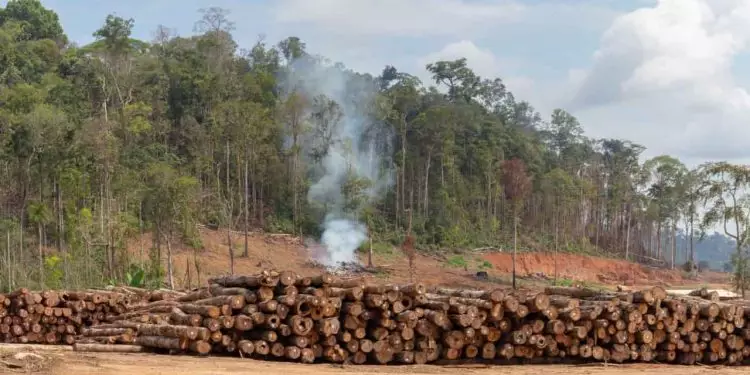 Desmatamento na Amazônia tem redução de 50% em setembro, diz MMA