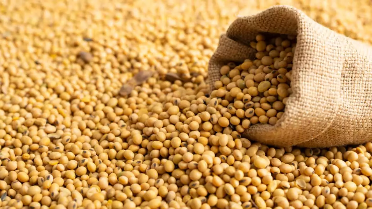 PIB da soja e do biodiesel deve crescer mais de 20% em 2023 2 PIB da soja deve representar 24,3% do total do PIB do agronegócio.