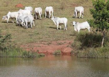 Prazo para declaração de rebanho em Goiás inicia nesta quarta (1°); confira