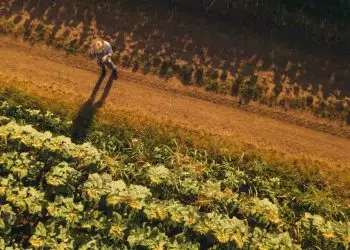 Programa “Sertão Vivo” destina R$ 1,75 bilhão para agricultores do Nordeste