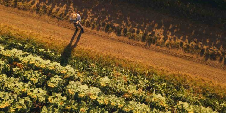 Programa “Sertão Vivo” destina R$ 1,75 bilhão para agricultores do Nordeste