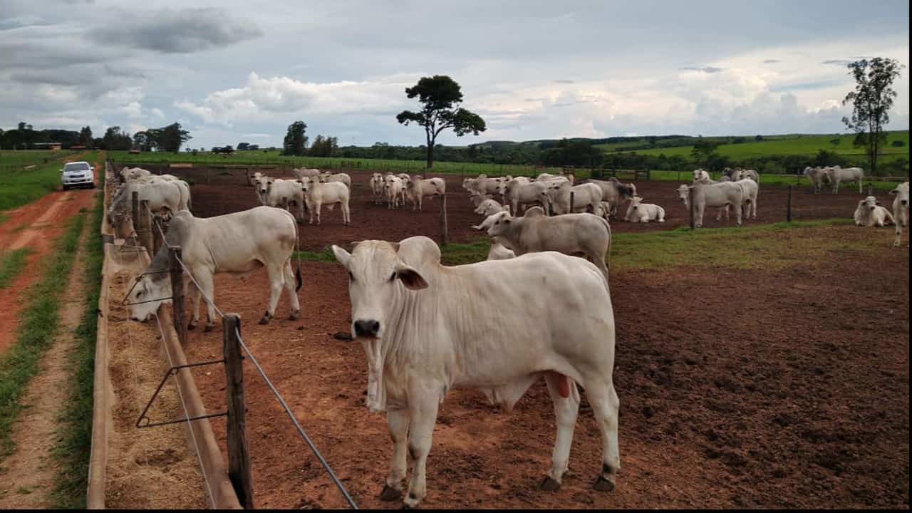 Reação no preço da arroba do boi faz aumentar a procura por animais de leilões no Tocantins. 