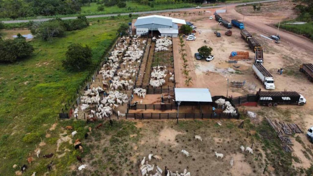 Reação no preço da arroba do boi faz aumentar a procura por animais de leilões no Tocantins.