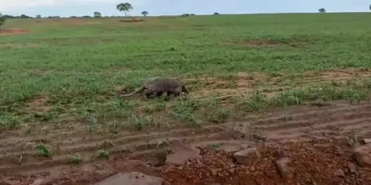 Tatu-canastra: maior tatu do mundo é flagrado passeando em lavoura de Goiás