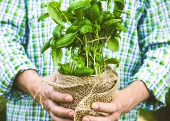 Veja o passo a passo de como plantar manjericão em casa e os benefícios da erva