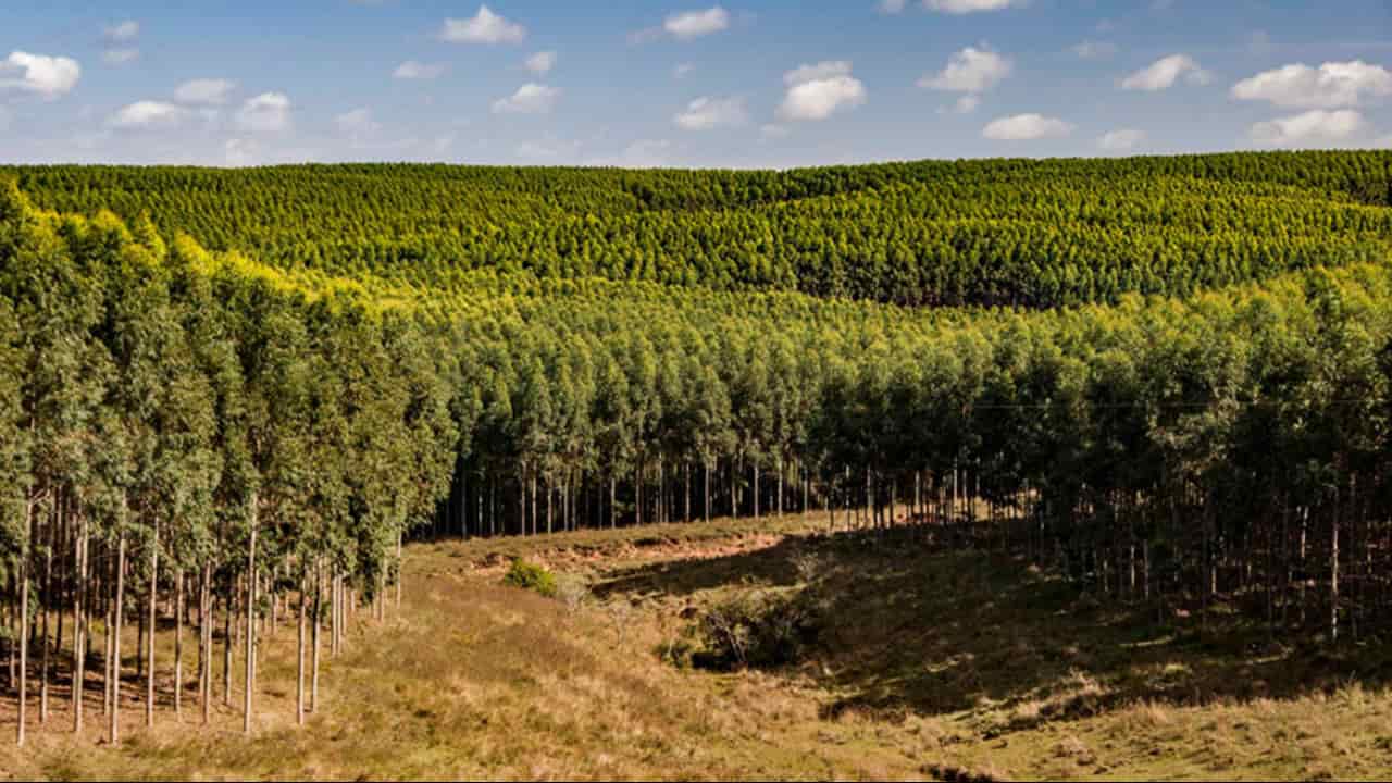 Área plantada da silvicultura somou 9,5 milhões de hectares. 