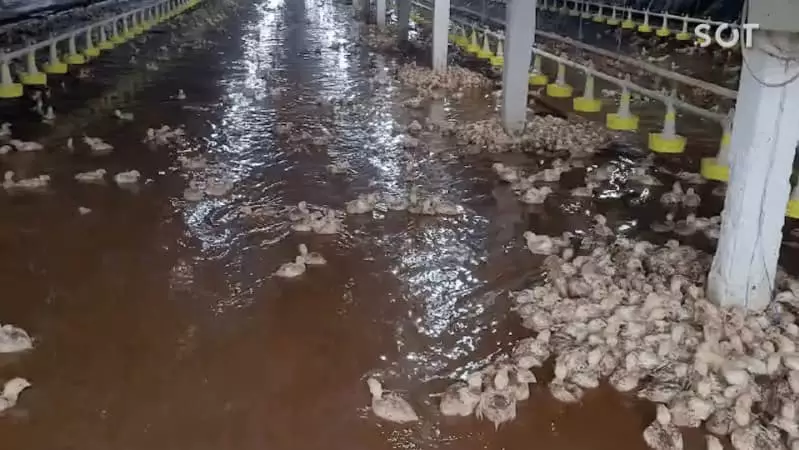 Aviários alagados