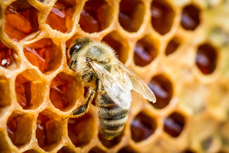 Criação de abelhas 