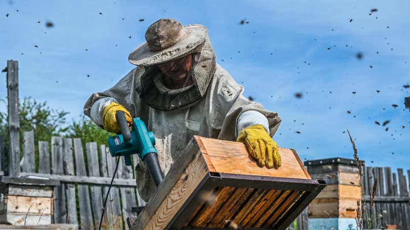 Criadores de abelha