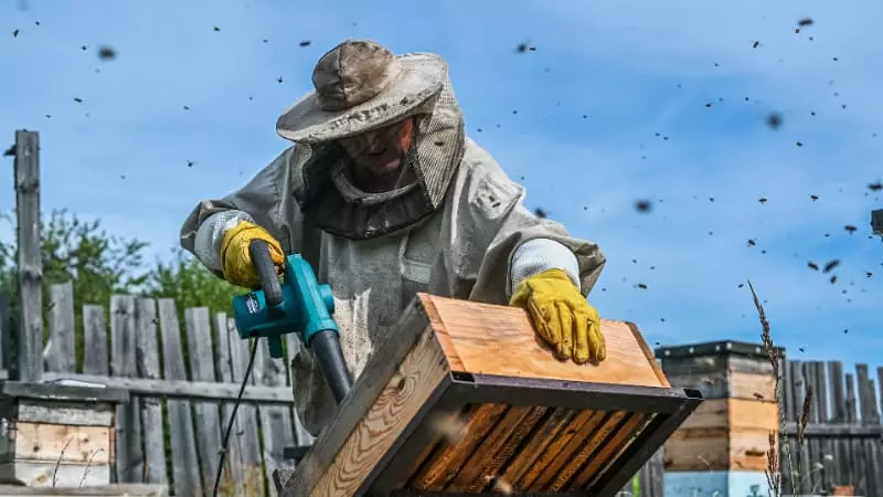 Criadores de abelha