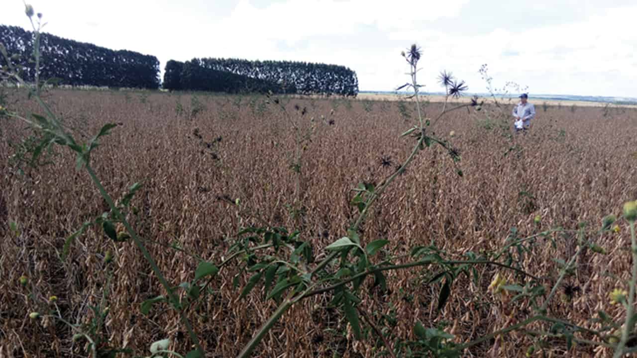 Custos de produção de soja com plantas resistentes ao glifosato podem subir até 222%. 