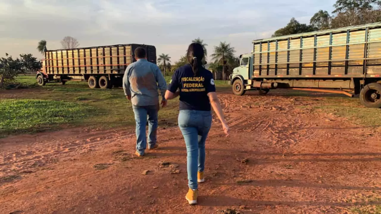 Desde 2020, foram apreendidos 2 mil toneladas de produtos agro clandestinos. 