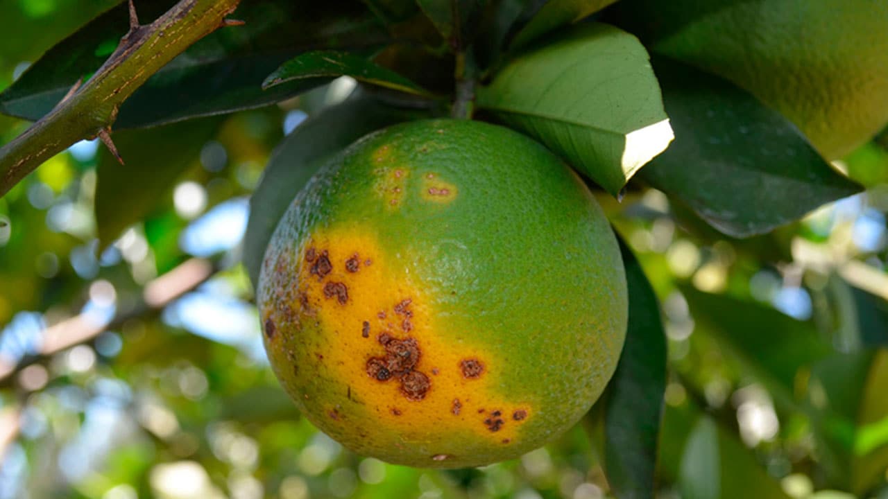 Doença de greening tem crescido no Brasil. 