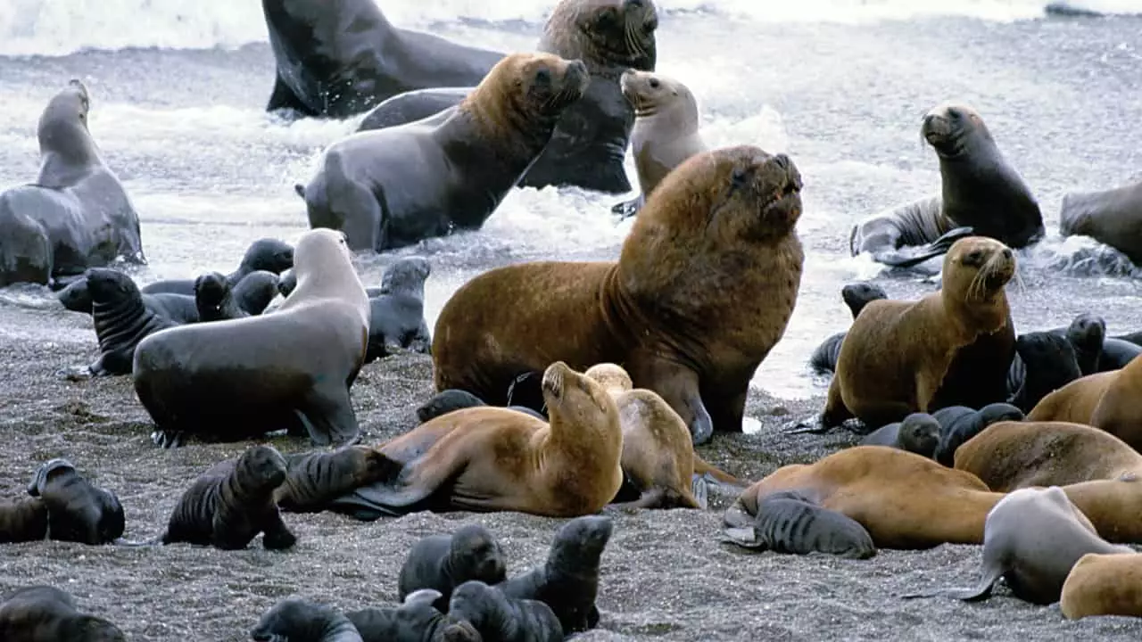 É o primeiro caso em animais mamíferos no Brasil. 