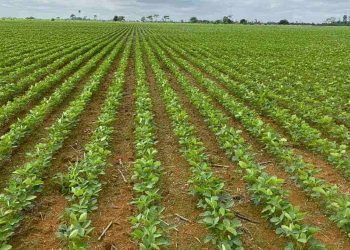 Produtores suspendem plantio de soja sequeiro após falta de chuva no Tocantins