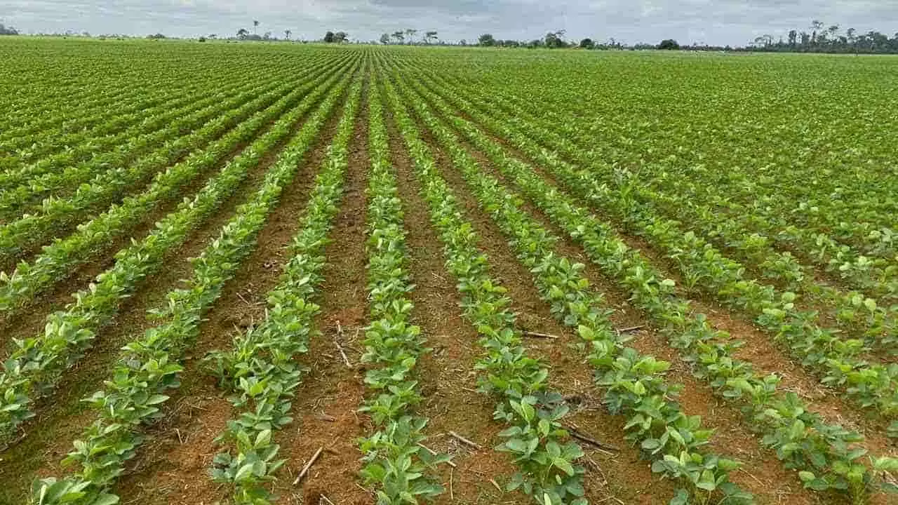 Efeitos dos fenômenos climáticos tem influenciado cada dia mais a agricultura.
