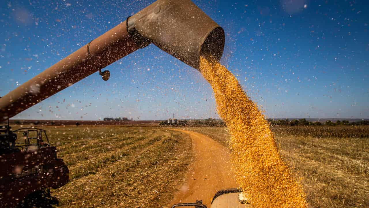 Entidade estima que safra de grãos deve ser a segunda maior da história. 