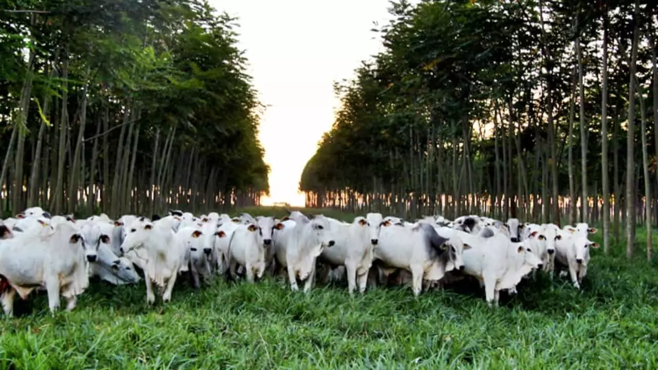 Entre os pontos principais está a avaliação do progresso das ações climáticas. 