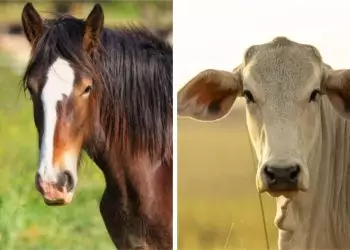 Evento abordará temas sobre bovinos e equídeos.