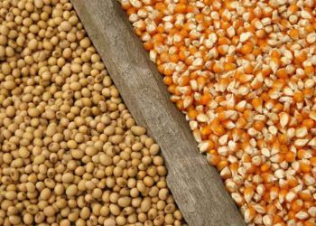 Exportações de soja e milho crescem em um ano.