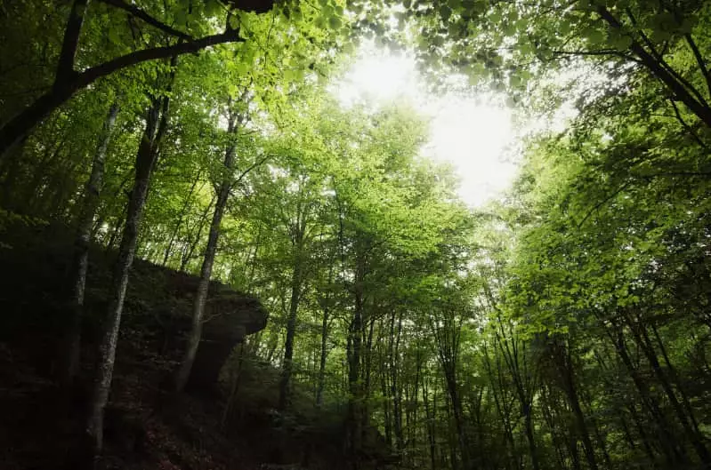 Florestas naturais têm redução de 15% em quase 40 anos no Brasil 2 florestas naturais