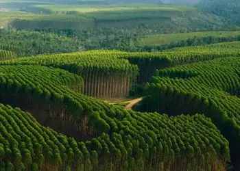 Florestas plantadas no Brasil cresceram 15% em faturamento em 2022.