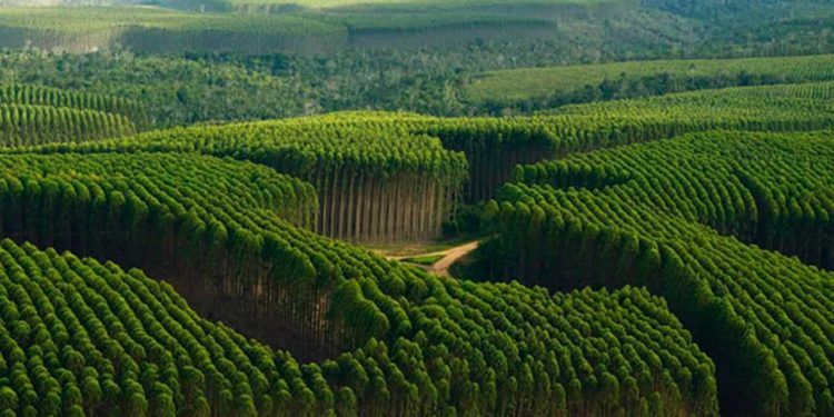 Florestas plantadas no Brasil cresceram 15% em faturamento em 2022.