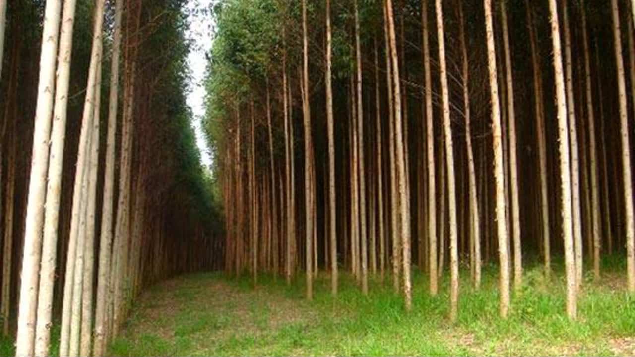 Mais de 77% da área de florestas plantadas no Brasil são de eucalipto. 