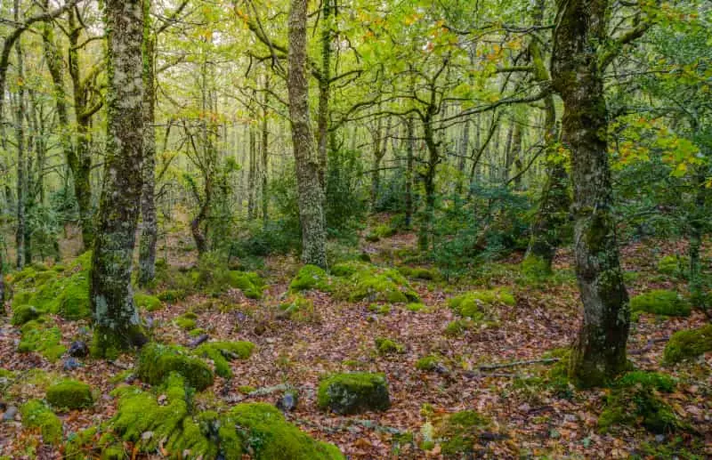 Conselho do Meio Ambiente define uso e conservação da Mata Atlântica em Goiás 2 Mata Atlântica