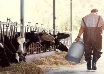 Objetivo é gerar produtividade, rentabilidade e competitividade da cadeia leiteira.