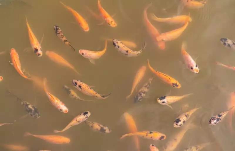 Pescado
